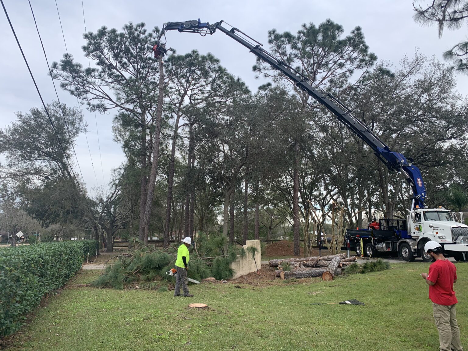 Tree Service in Tampa | Tree Removal | Tree Trimming