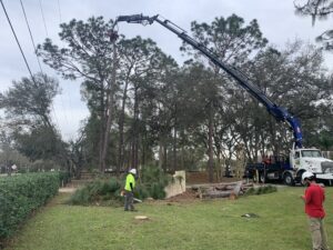 Tree removal Tampa
