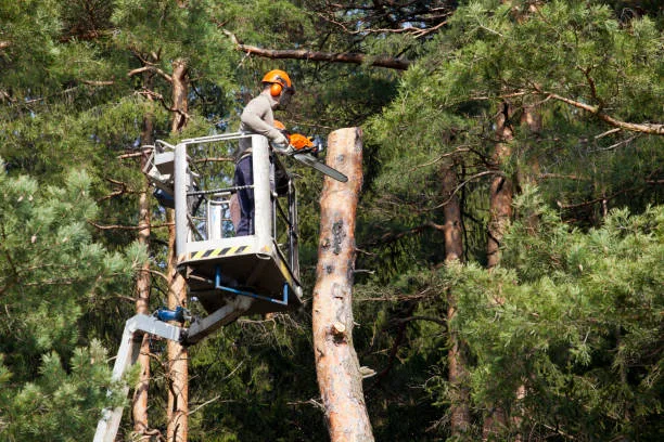 Tree Pruning