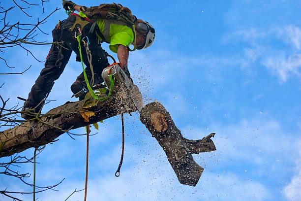 Tree Removal in Tampa | Knuckleheads Tree Service