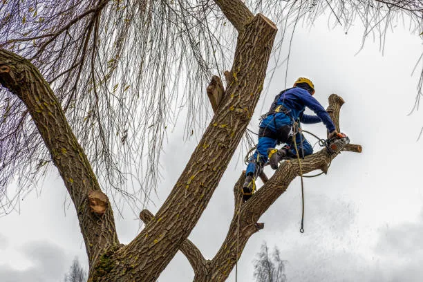 stump removal