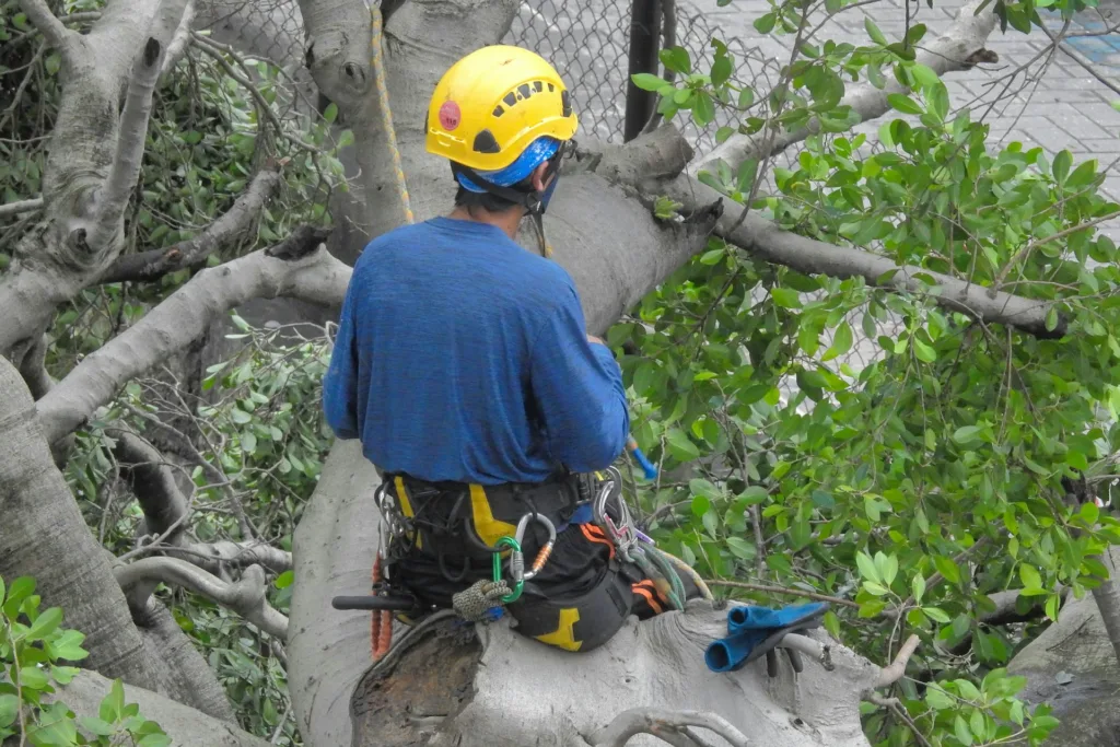 Crew executing tree service Wesley Chapel FL