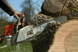Read more about the article Benefits of Hiring Expert Tree Services in Tampa