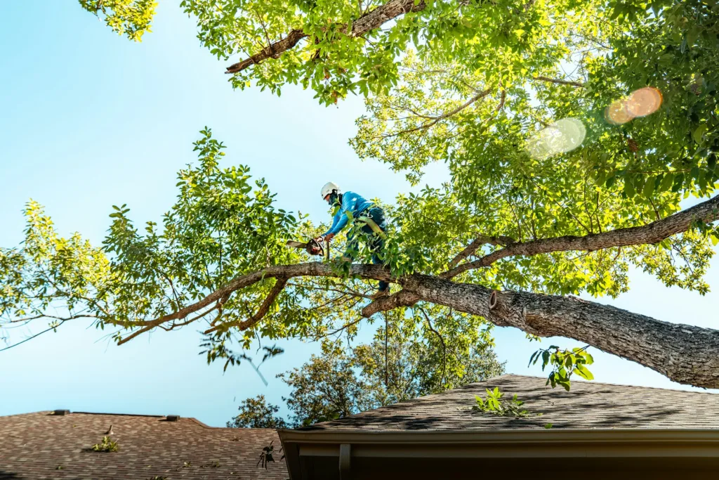 Equipment used for tree service Land O Lakes FL