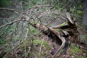 Read more about the article Are Emergency Tree Removal Services More Expensive?
