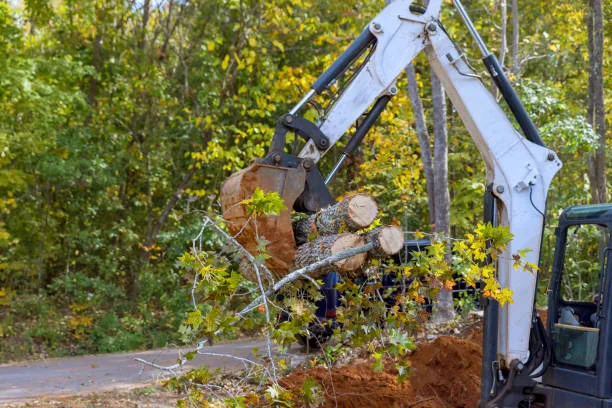 Read more about the article Signs You Should Call Tree Emergency Services ASAP in Florida