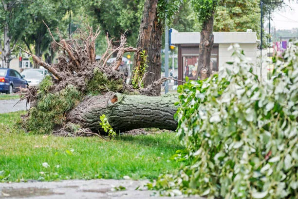 Read more about the article What Are Usually Included in Tree Pruning Services?