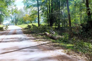 Read more about the article What to Expect From an Emergency Tree Service in Odessa, FL