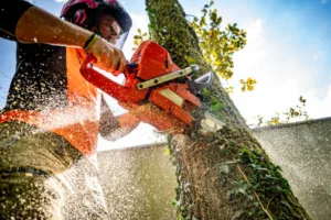 Read more about the article When and How to Cut a Tree in Your Backyard?