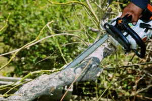 Read more about the article How to Trim a Fig Tree in Central Florida?