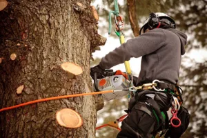 Read more about the article How to Trim a Tree Back for Beginners?