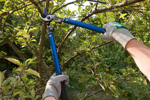 when can you trim trees